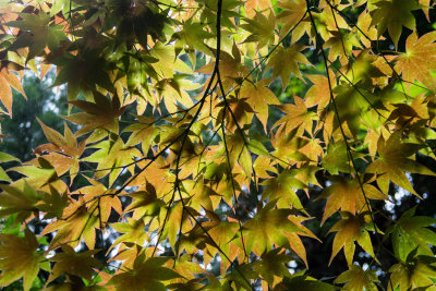 Acer palmatum-0032.jpg