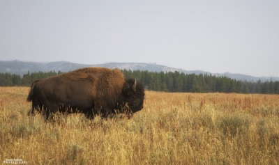 Yellowstone