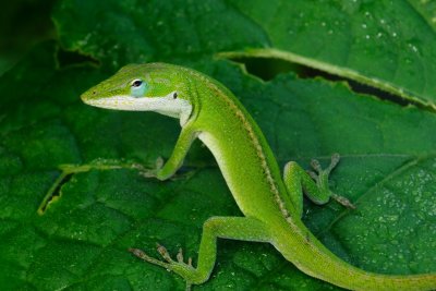 Anole on Cucumber Plant 16.jpg