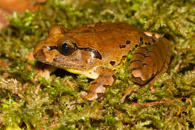 Fleay's Barred Frog