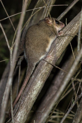 Eastern Pygmy Possum