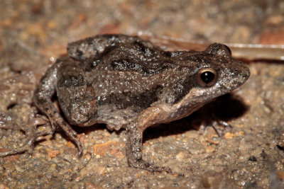 Beeping Froglet