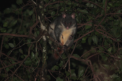 Mountain Brushtail Possum