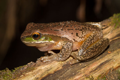 New England Tree Frog