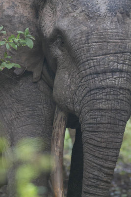 African Elephant