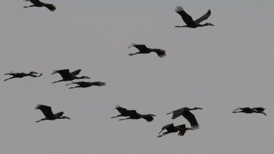 African Openbill Storks