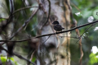 Rufous-sided Broadbill