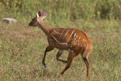 Bushbuck