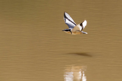 Egyptian Plover 