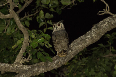 Greyish Eagle Owl 