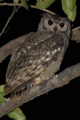 Greyish Eagle Owl 