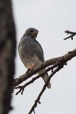 Lizard Buzzard