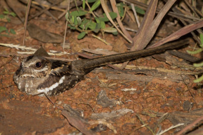 Long-tailed Nightjar