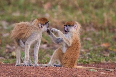 Patas Monkey 2