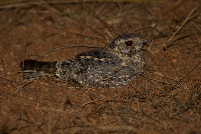 Standard winged Nightjar