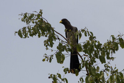 Western Grey Plantain-Eater