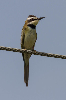 White-throated Bee-eater