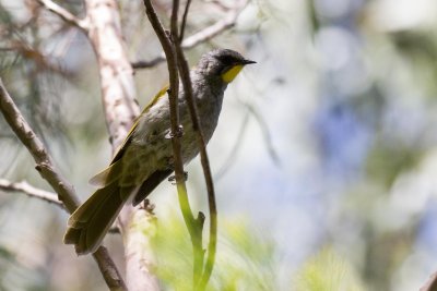 Tasmanian endemic Birds
