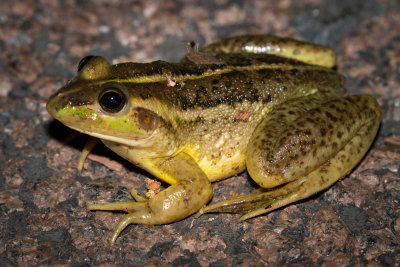 Dahl's Aquatic Frog