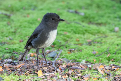 South Island Robin