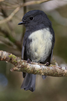 South Island Robin