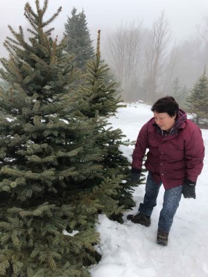 The annual Christmas tree hunt