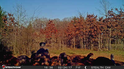 Some Pigs
