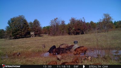 Pigs in Mud