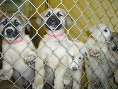 pyr_x_pups.JPG