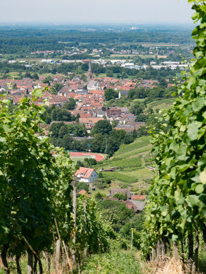 Steinbach from the vineyard