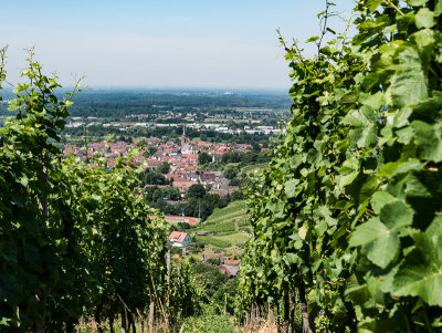 Steinbach from the vineyard