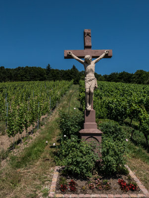 Jesus watching over the vineyards