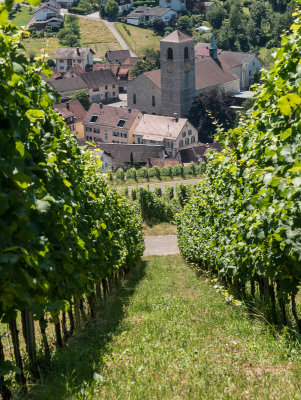 Neuweier through the vineyards