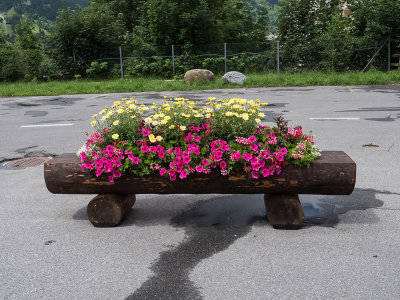 Flowers in Grindelwald