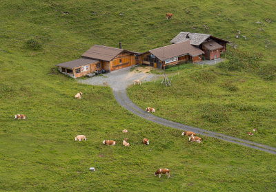 Cows from the gondola