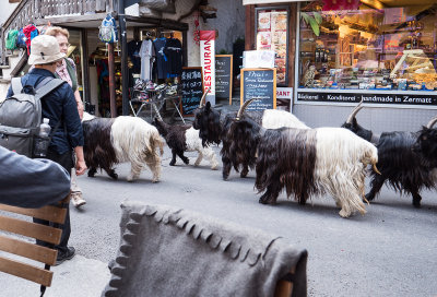 The evening goat trek down main street