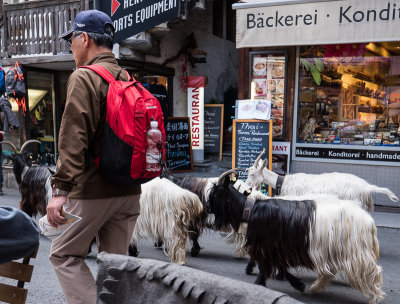 The evening goat trek down main street