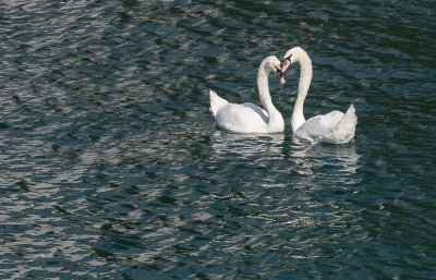 Swans on the Limmat