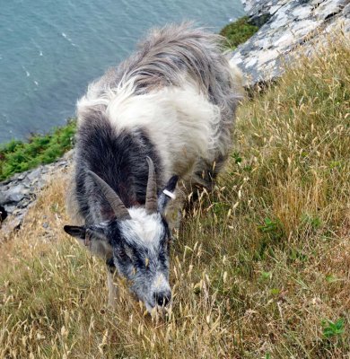 _DSC8387-Lynmouth-to-Combe-Martin.jpg