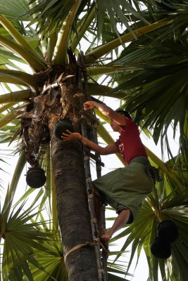 _DSC1355-Collecting-Palm-oil.jpg