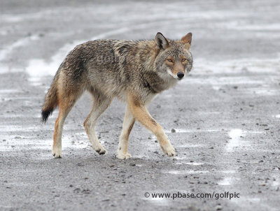 Eastern Coyote