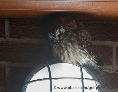 Boreal Owl at dusk (Gimme Shelter)
