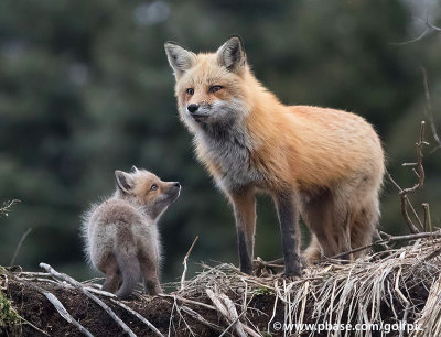 Mom and young fox
