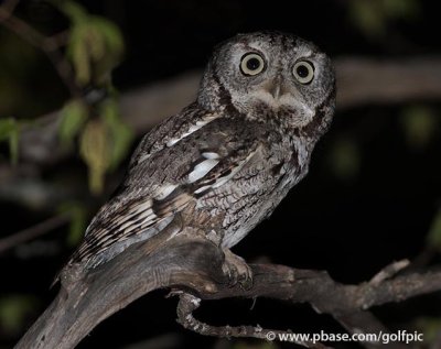 Eastern screech owl (hooos up for owling?)