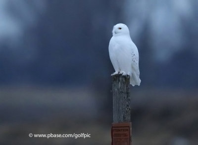 Snowy Owl number one