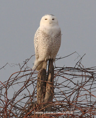 Snowy Owl number two
