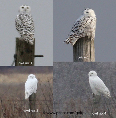 4 Snowy Owl day in Ottawa at just one spot