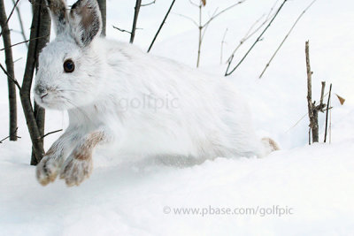 Snowshoe Hare runs by me