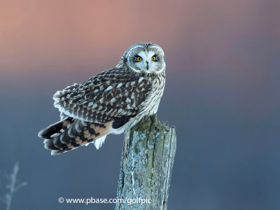 Short-eared Owl at sunset