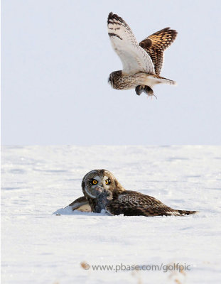 Short-eared Owl catches vole